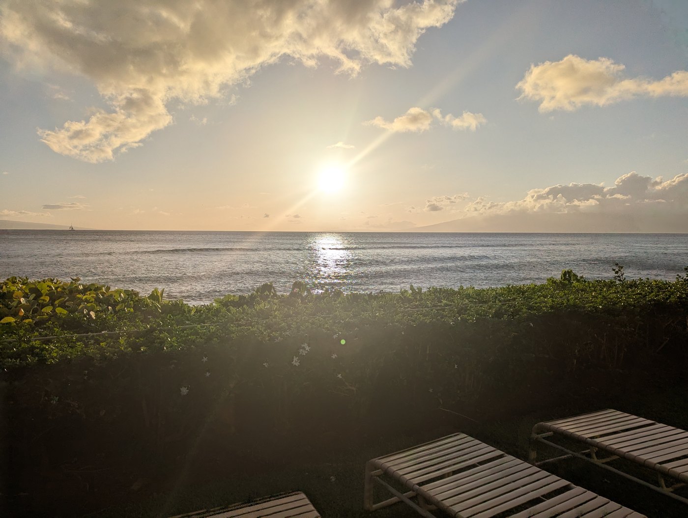 Sunrise over the ocean seen through green foliage